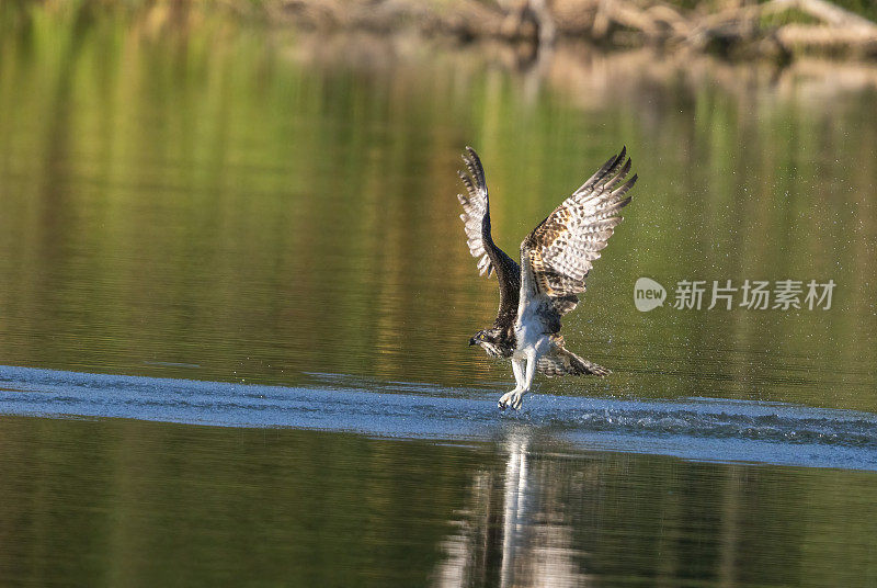 美丽的鱼鹰(Pandion halaetus)